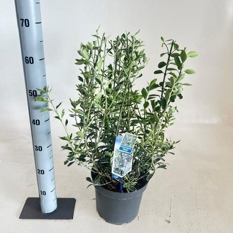 Горшечные цветы и растения оптом Euonymus Ja Susan от 1шт из Голландии с доставкой по России