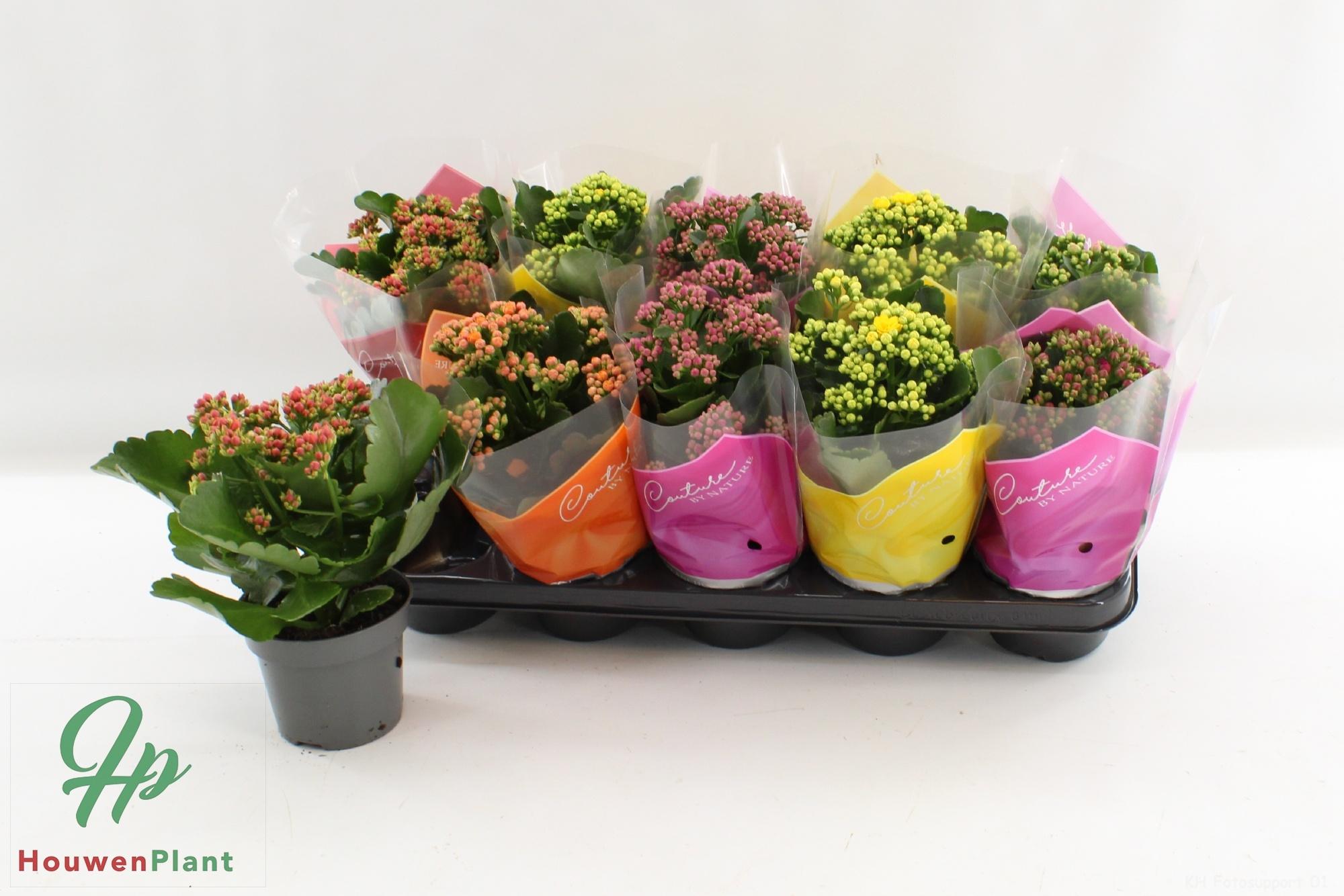 Горшечные цветы и растения оптом Kal Ge Gem 5 Kl от 10шт из Голландии с доставкой по России