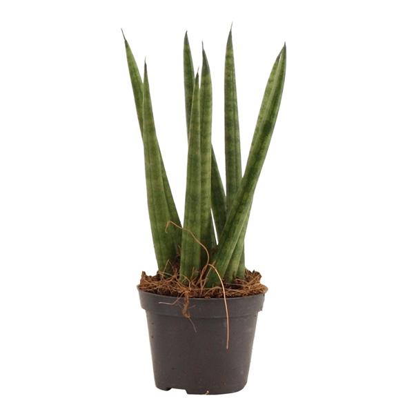 Горшечные цветы и растения оптом Sansevieria Cylindrica Spaghetti от 14шт (для телеги) из Голландии с доставкой по России