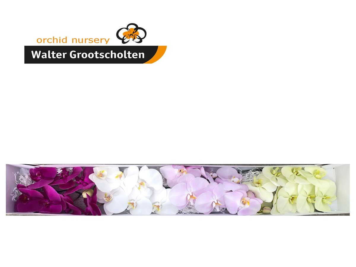 Срезанные цветы оптом Phalaenopsis mix (per flower) от 25шт из Голландии с доставкой по России