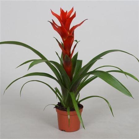 Горшечные цветы и растения оптом Guzmania Ostara от 12шт (для телеги) из Голландии с доставкой по России