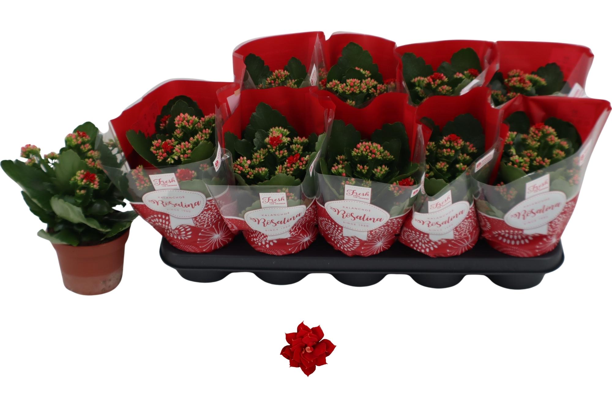 Горшечные цветы и растения оптом Kal Ge Don Justino от 10шт из Голландии с доставкой по России