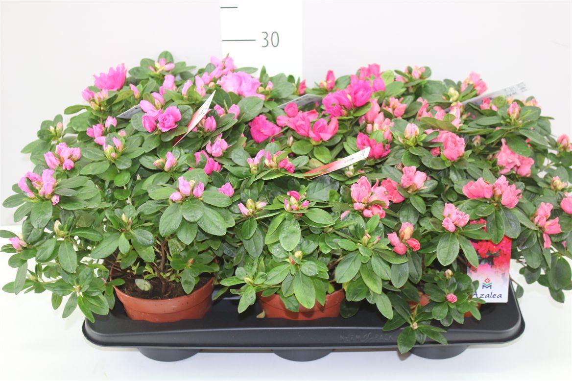 Горшечные цветы и растения оптом Rhododendron Si Gemengd от 6шт из Голландии с доставкой по России