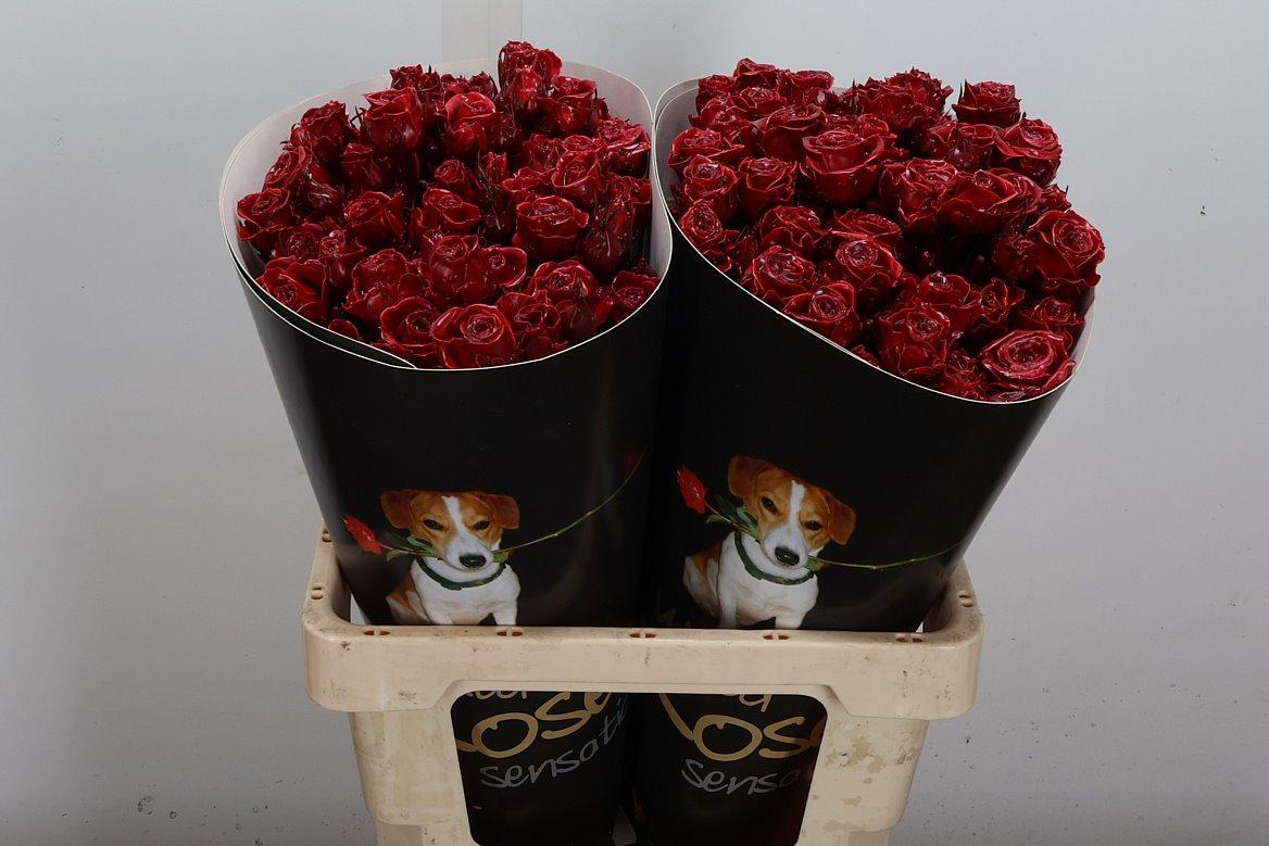 Срезанные цветы оптом Rosa spray wax bordeaux от 20шт из Голландии с доставкой по России