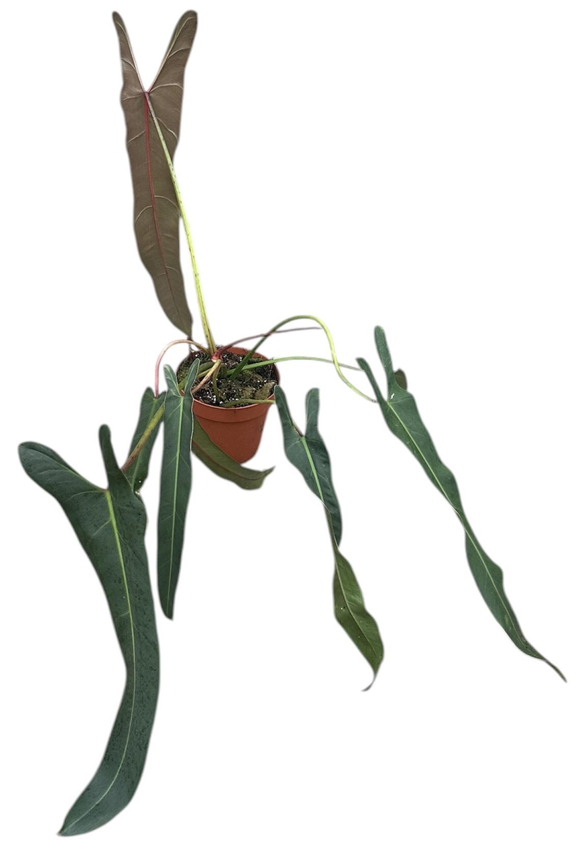 Горшечные цветы и растения оптом Philodendron Spiritus Sancti от 1шт из Голландии с доставкой по России