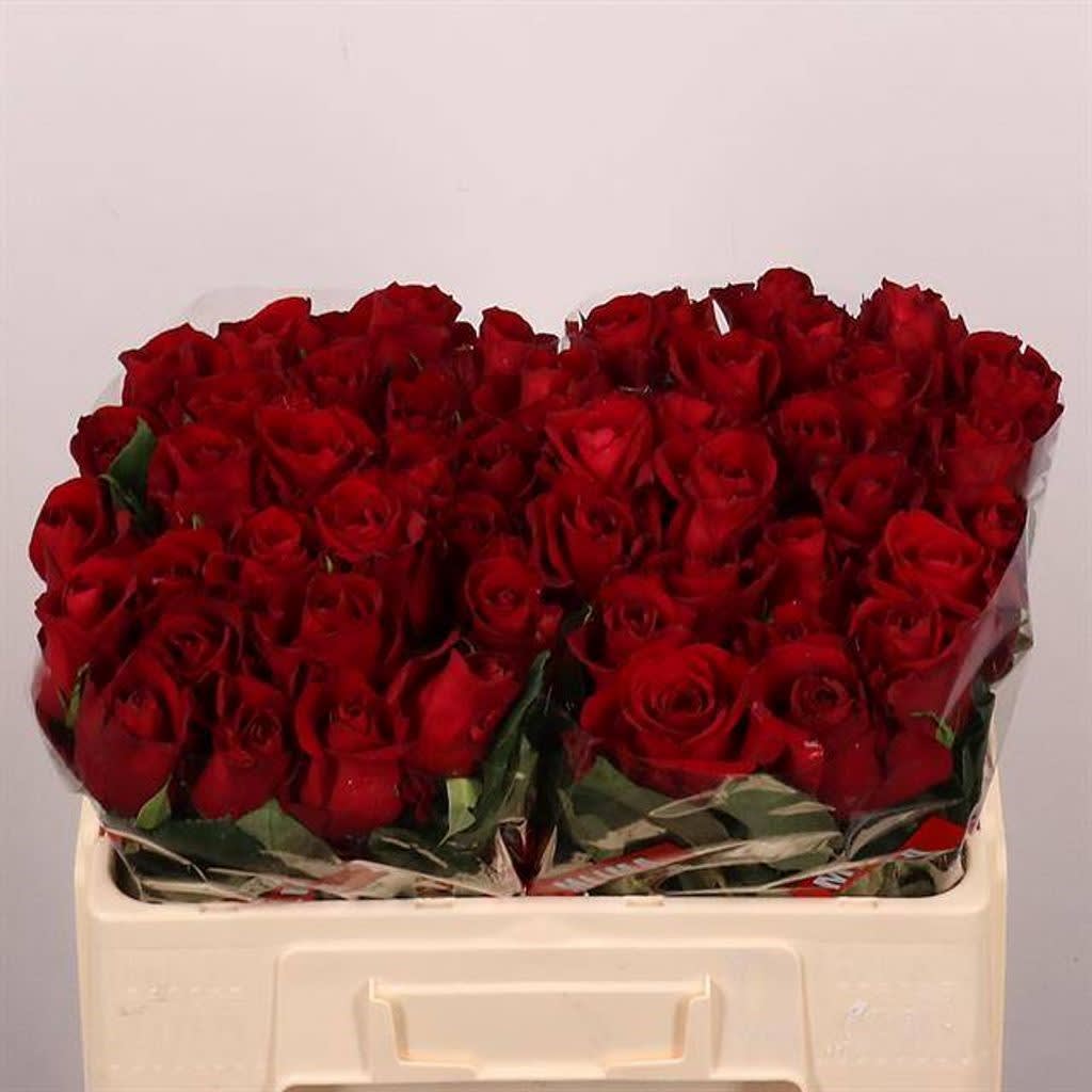 Срезанные цветы оптом Rosa large ever red от 50шт из Голландии с доставкой по России