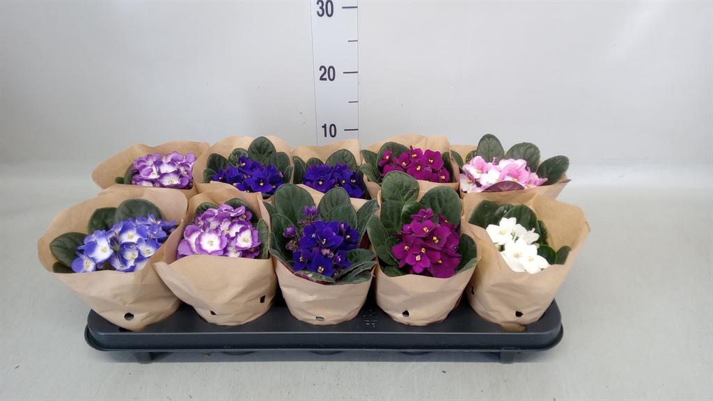 Горшечные цветы и растения оптом Saintpaulia   ... от 10шт (для телеги) из Голландии с доставкой по России