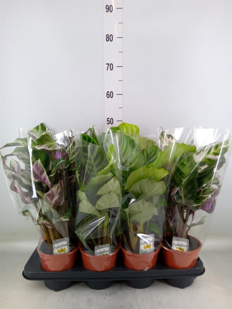 Горшечные цветы и растения оптом Calathea   ...mix 3 от 8шт из Голландии с доставкой по России
