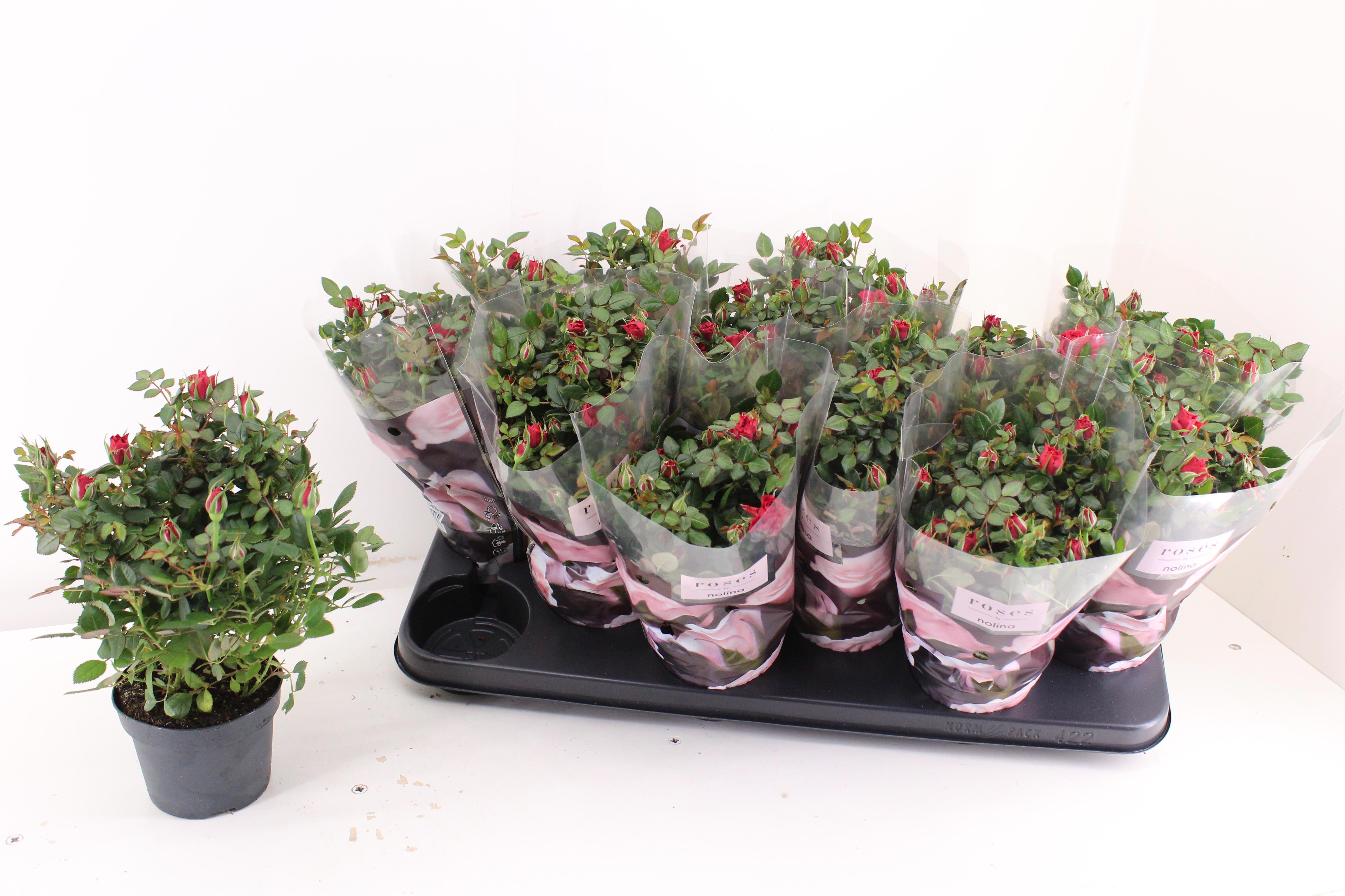 Горшечные цветы и растения оптом Ro Victory Ov от 12шт из Голландии с доставкой по России