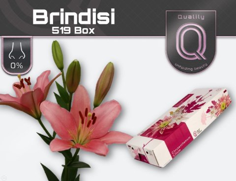 Срезанные цветы оптом Lilium la brindisi от 60шт.. из Голландии с доставкой по России