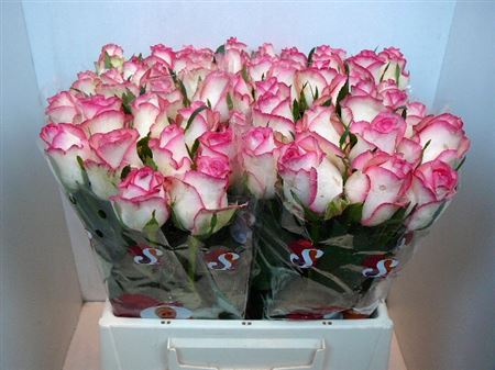 Срезанные цветы оптом Rosa large jumilia от 550шт из Голландии с доставкой по России