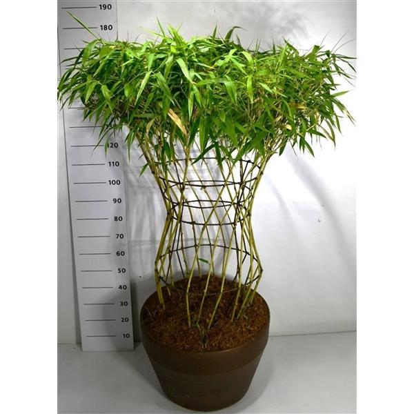 Горшечные цветы и растения оптом Bambusa Metake от 1шт из Голландии с доставкой по России