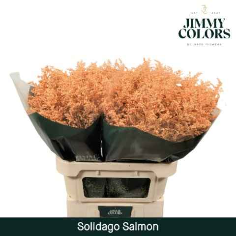 Срезанные цветы оптом Solidago paint salmon от 25шт из Голландии с доставкой по России