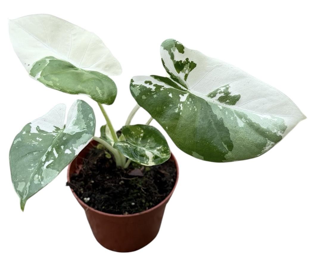 Горшечные цветы и растения оптом Alocasia Macrorhiza Variegata от 1шт (для телеги) из Голландии с доставкой по России