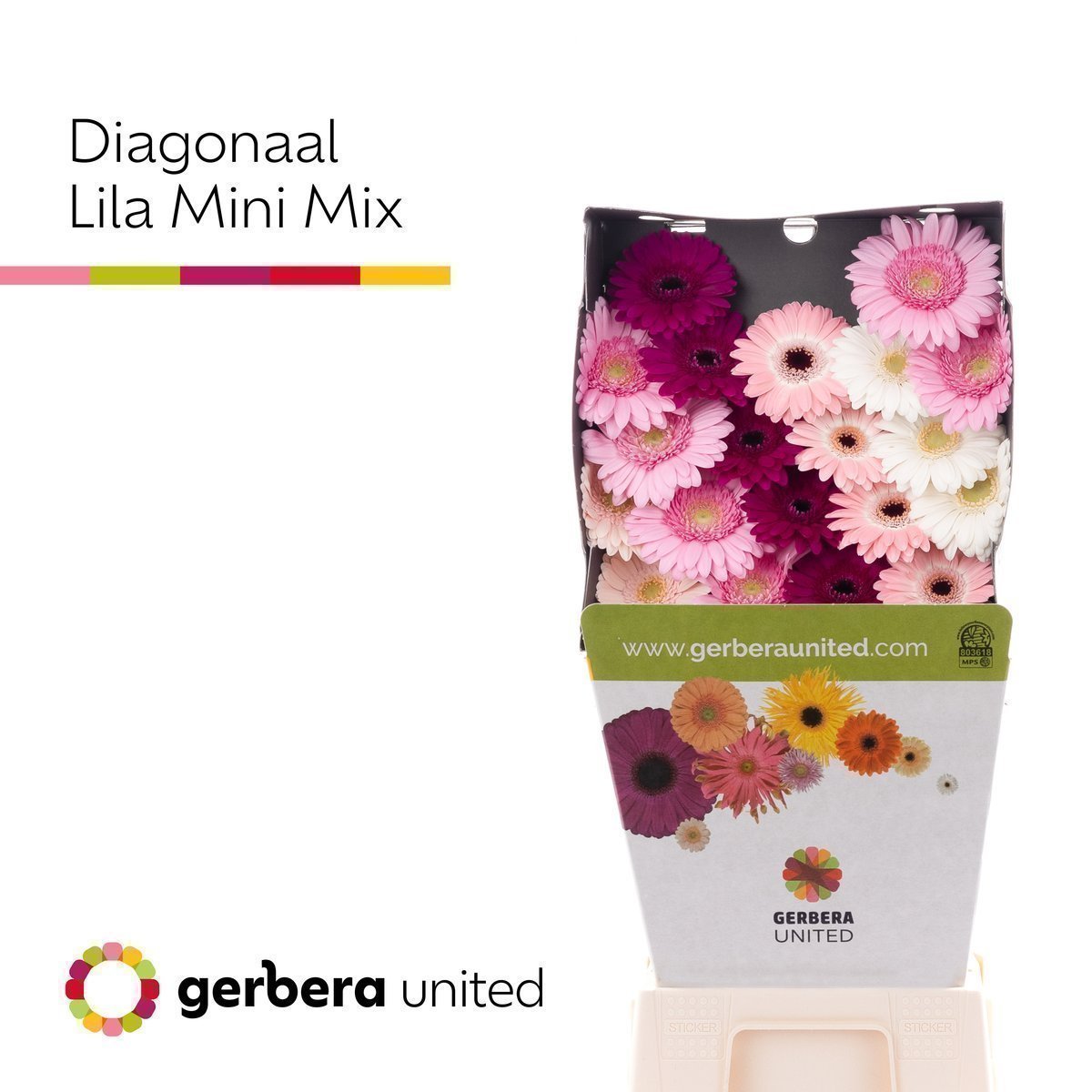 Срезанные цветы оптом Germini diamond mix pink от 20шт из Голландии с доставкой по России