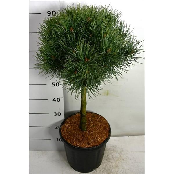 Горшечные цветы и растения оптом Pinus Sylv Watereri On Stem от 1шт из Голландии с доставкой по России