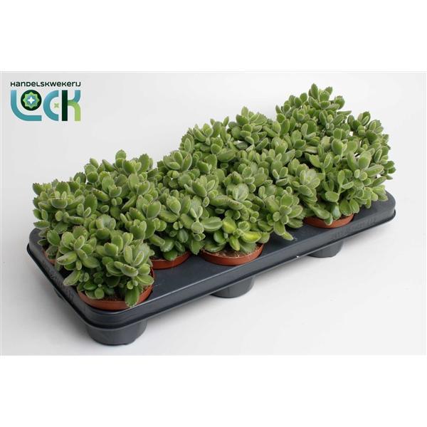 Горшечные цветы и растения оптом Cotyledon Ladismithiensis от 12шт из Голландии с доставкой по России