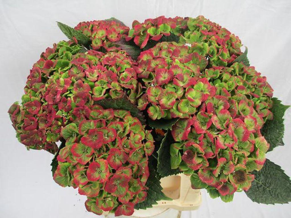 Срезанные цветы оптом Hydrangea mag amethyst classic от 10шт из Голландии с доставкой по России