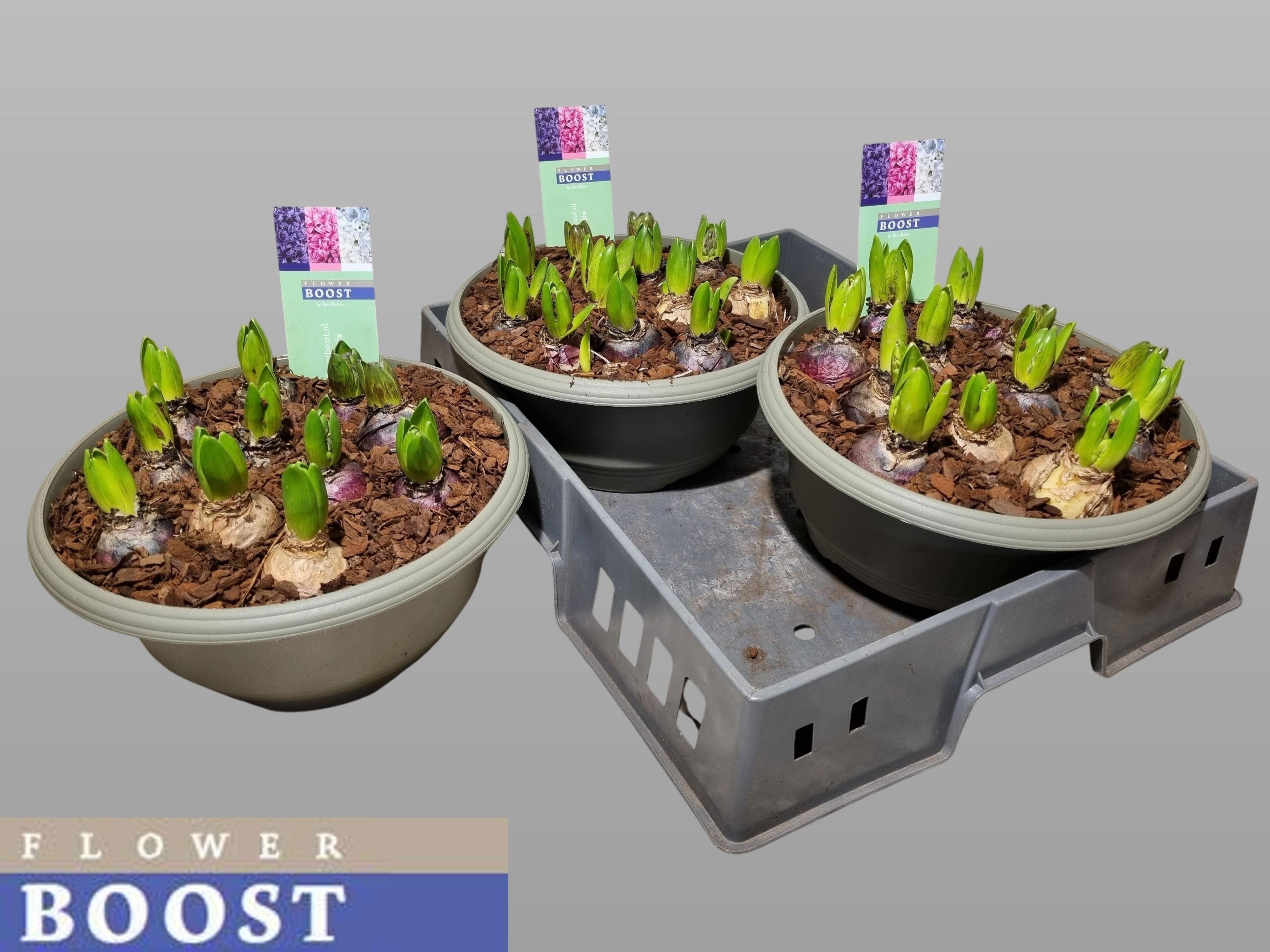 Горшечные цветы и растения оптом Hyacin Pear Gem 3 Kl от 2шт из Голландии с доставкой по России