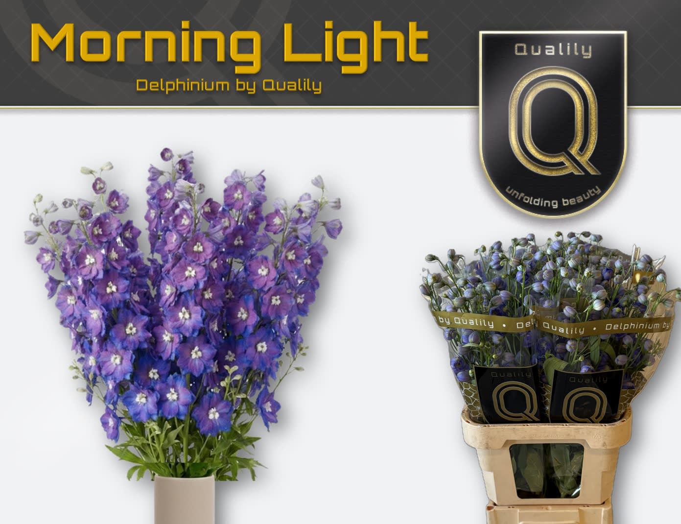 Срезанные цветы оптом Delphinium el du delphis morninglight от 40шт из Голландии с доставкой по России