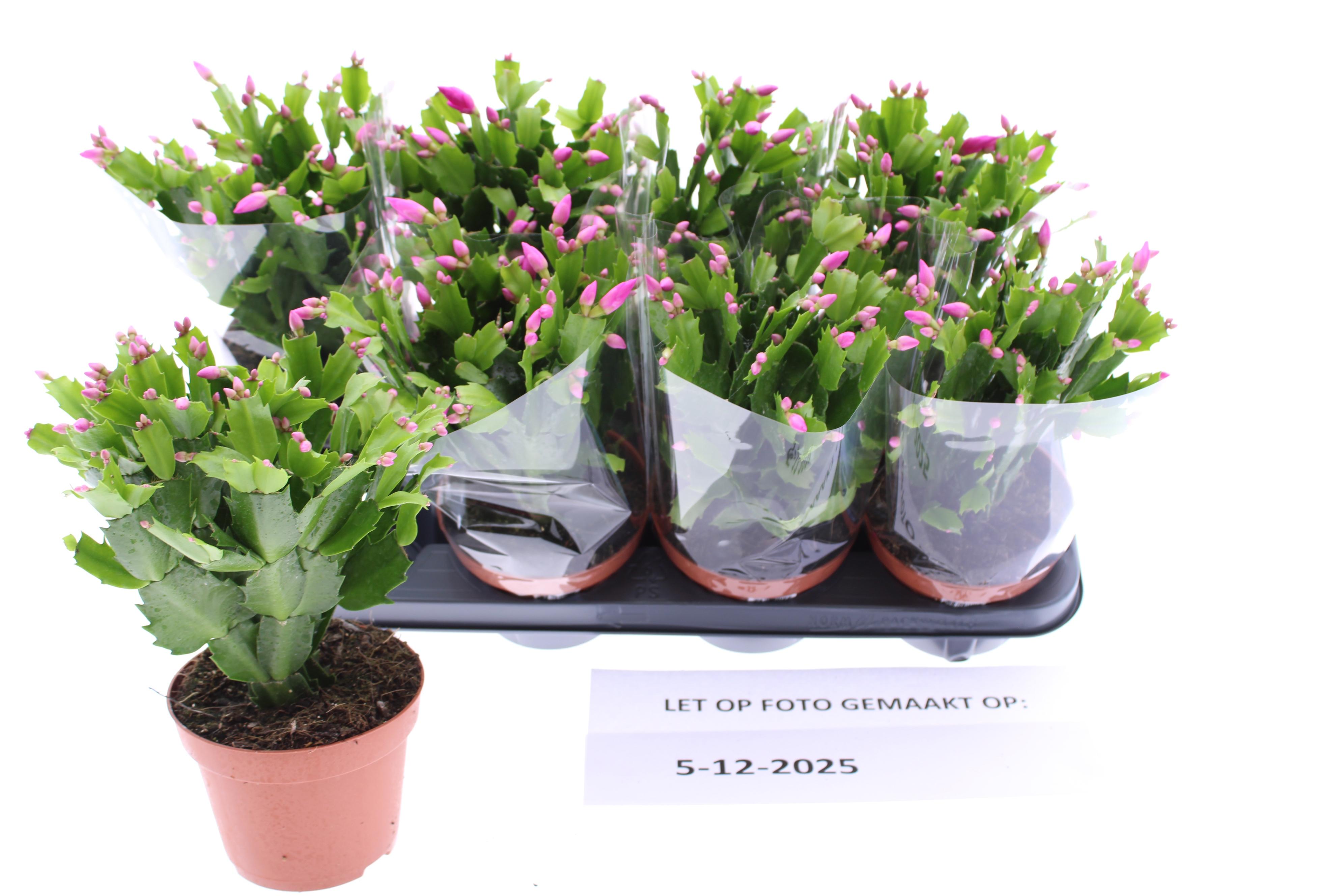 Горшечные цветы и растения оптом Schlumb Ov от 8шт из Голландии с доставкой по России