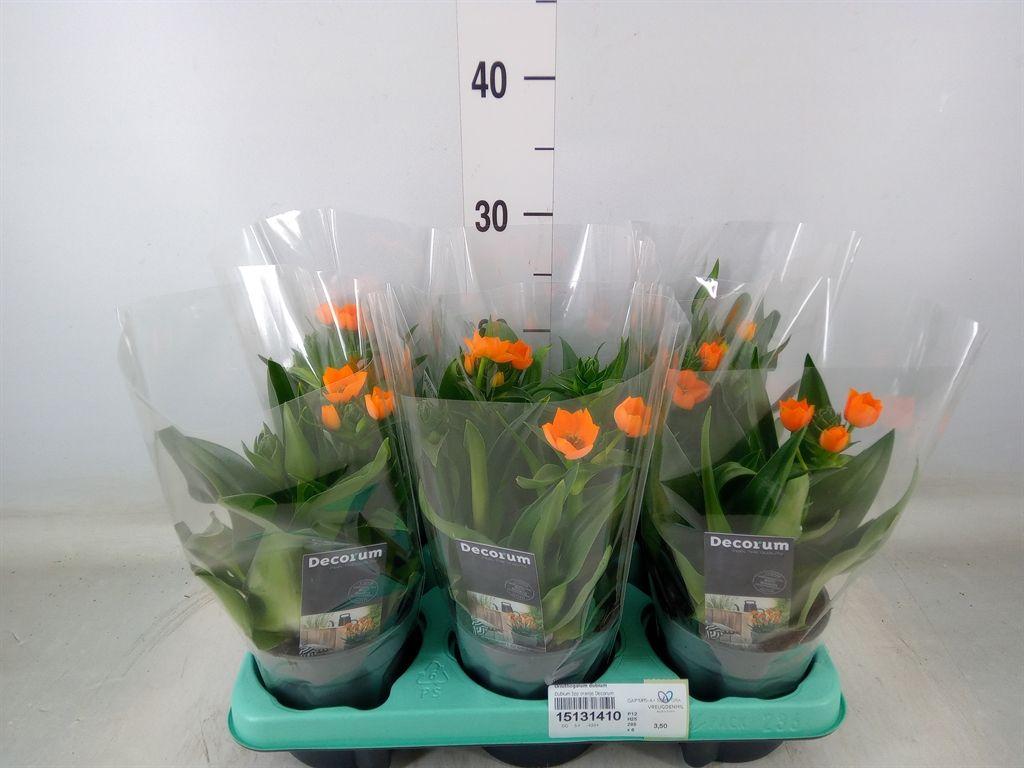 Горшечные цветы и растения оптом Ornithogalum Dubium от 6шт из Голландии с доставкой по России