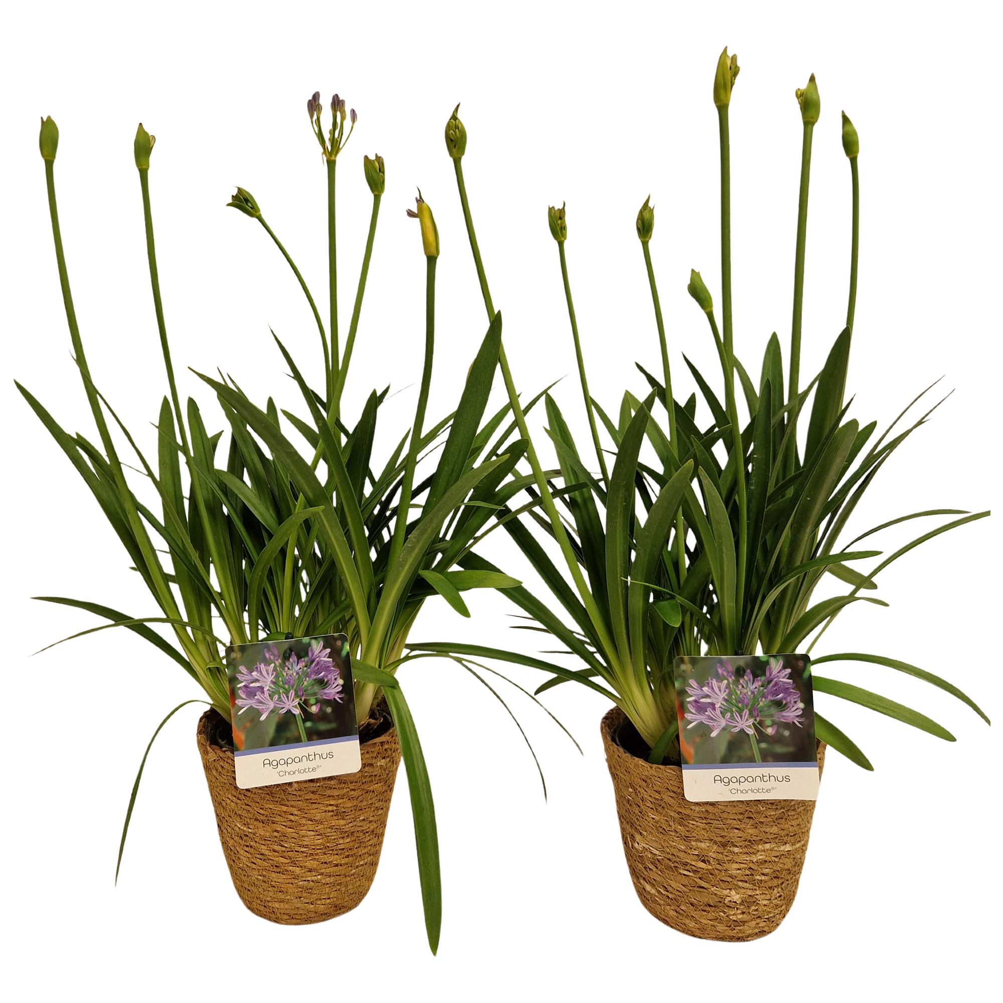 Горшечные цветы и растения оптом Agapanthus Charlotte Blauw Pot 12 Cm In Zeegras Ma от 6шт из Голландии с доставкой по России