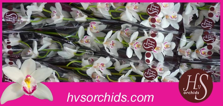 Срезанные цветы оптом Cymbidium white bf silver от 10шт из Голландии с доставкой по России