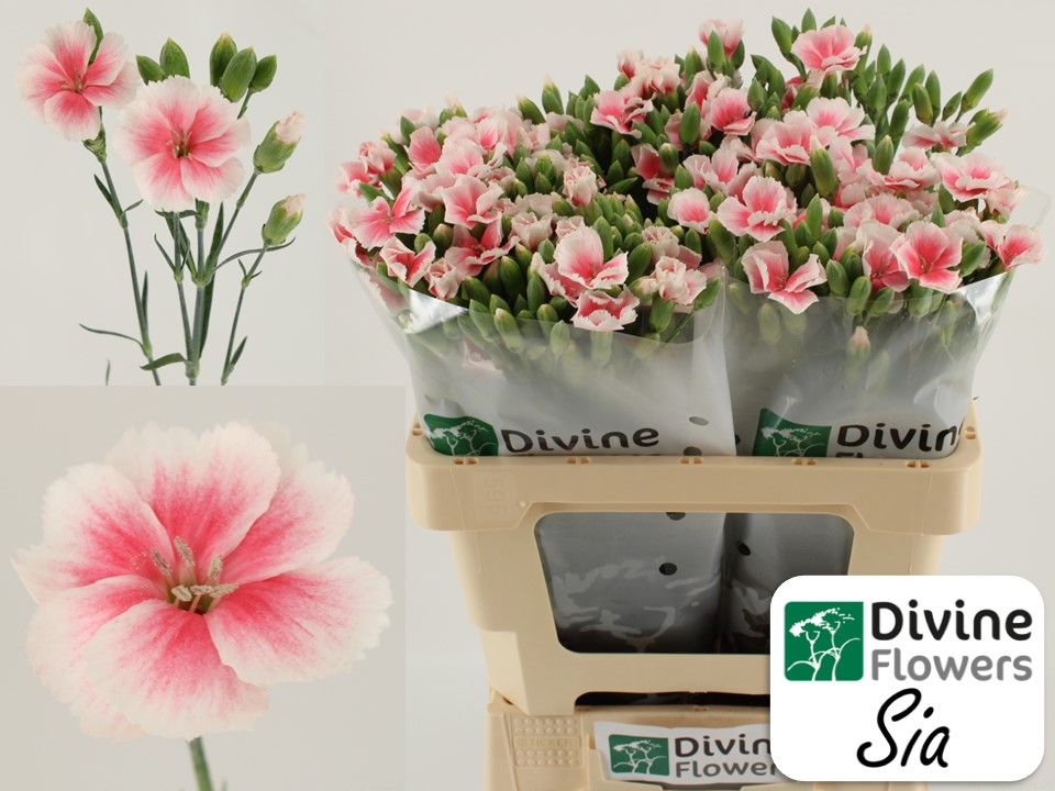 Срезанные цветы оптом Dianthus sp solomio sia от 60шт из Голландии с доставкой по России