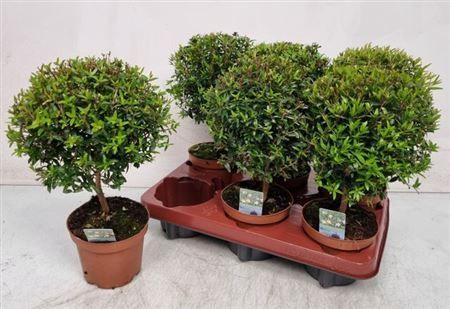 Горшечные цветы и растения оптом Myrtus Com от 6шт из Голландии с доставкой по России