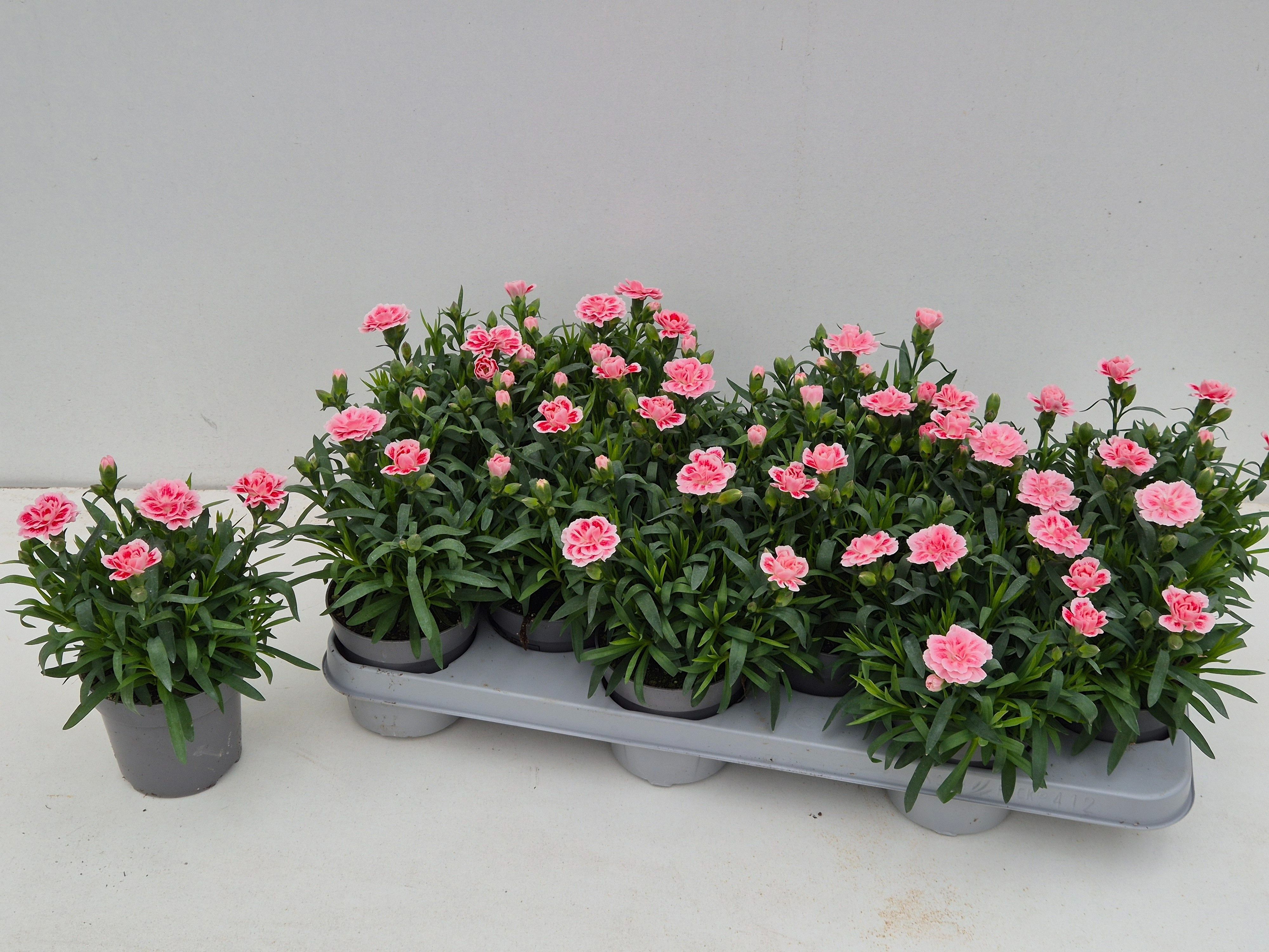 Горшечные цветы и растения оптом Dian Osc Antiqu Pink от 12шт из Голландии с доставкой по России