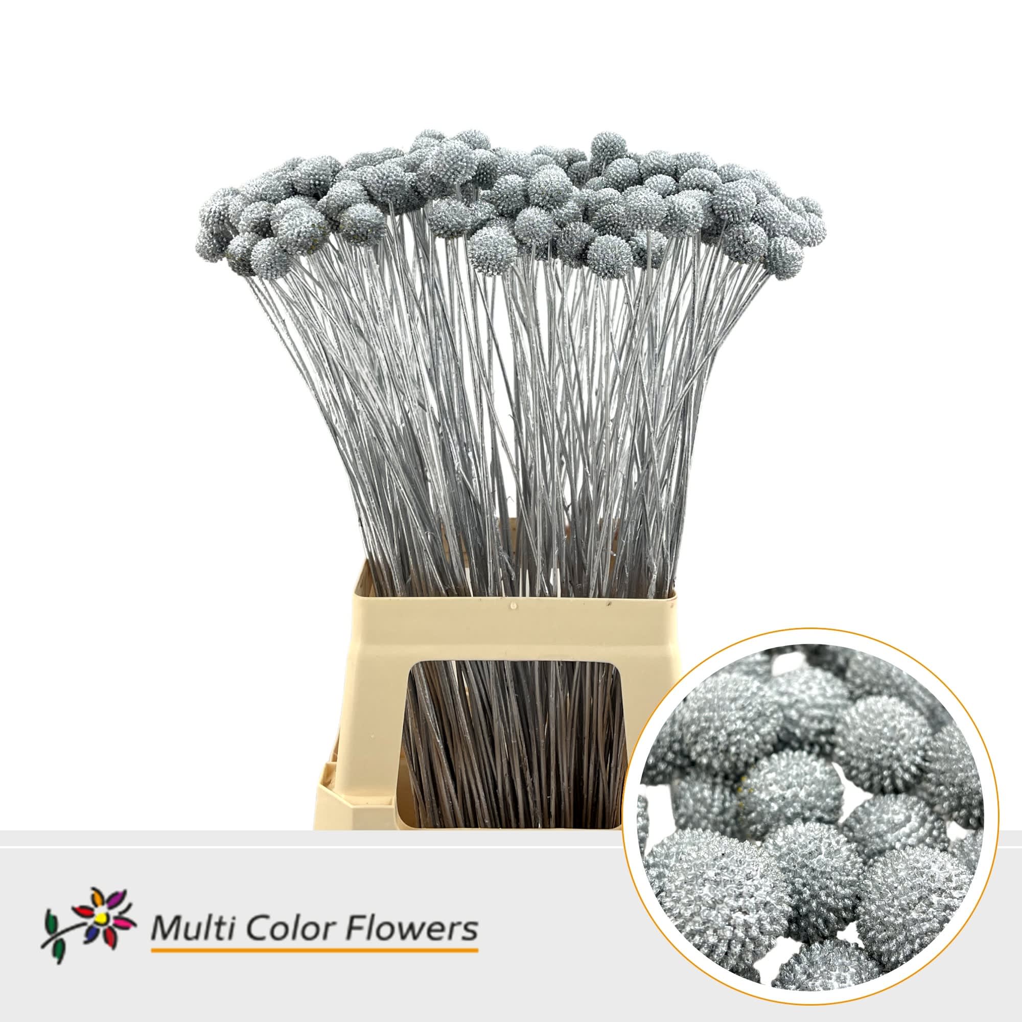 Срезанные цветы оптом Craspedia paint silver от 200шт. из Голландии с доставкой по России
