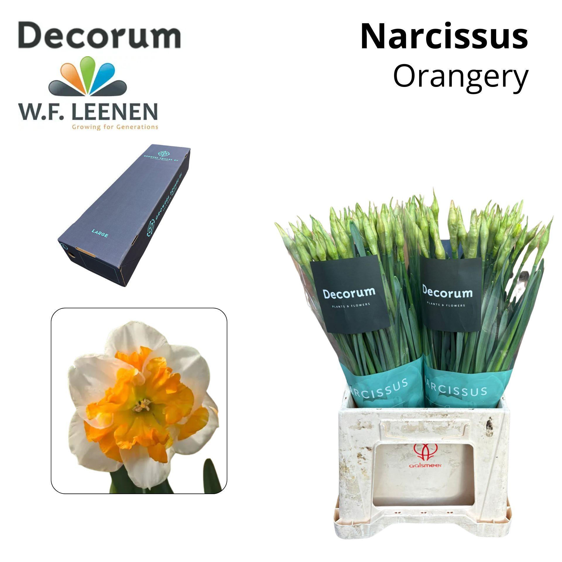 Срезанные цветы оптом Narcissus от 300шт из Голландии с доставкой по России