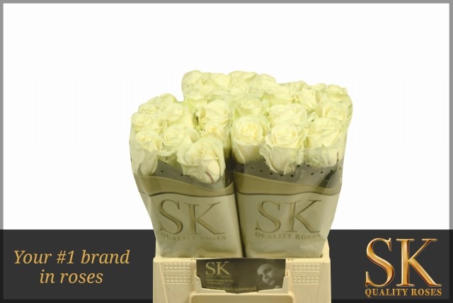 Срезанные цветы оптом Rosa large avalanche+ Koene White Gold от 40шт из Голландии с доставкой по России