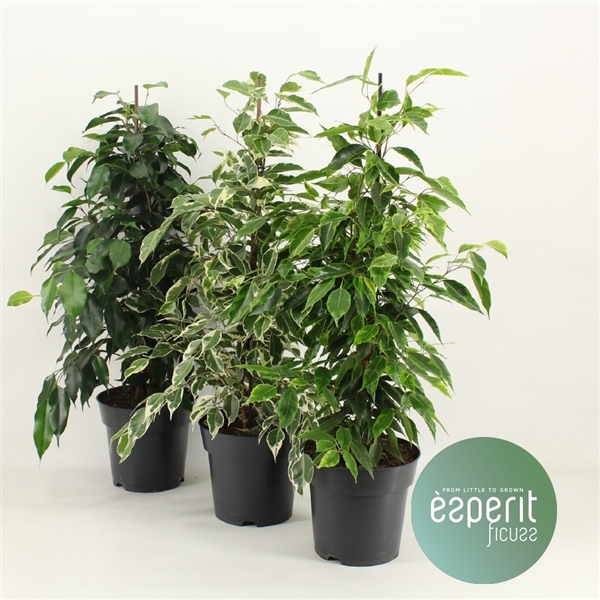 Горшечные цветы и растения оптом Ficus Be Royal Mix 2-3srt. от 6шт из Голландии с доставкой по России