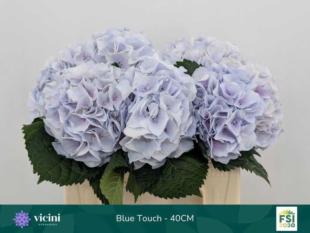 Срезанные цветы оптом Hydrangea my beautiful pinktouch blue от 10шт из Голландии с доставкой по России