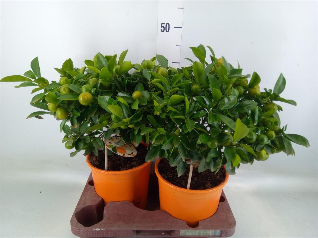 Горшечные цветы и растения оптом Citrofortunella Mic. от 2шт (для телеги) из Голландии с доставкой по России