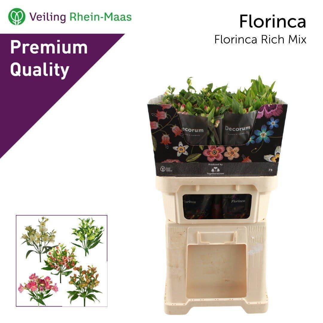 Срезанные цветы оптом Alstroemeria fl mix florinca rich от 50шт из Голландии с доставкой по России