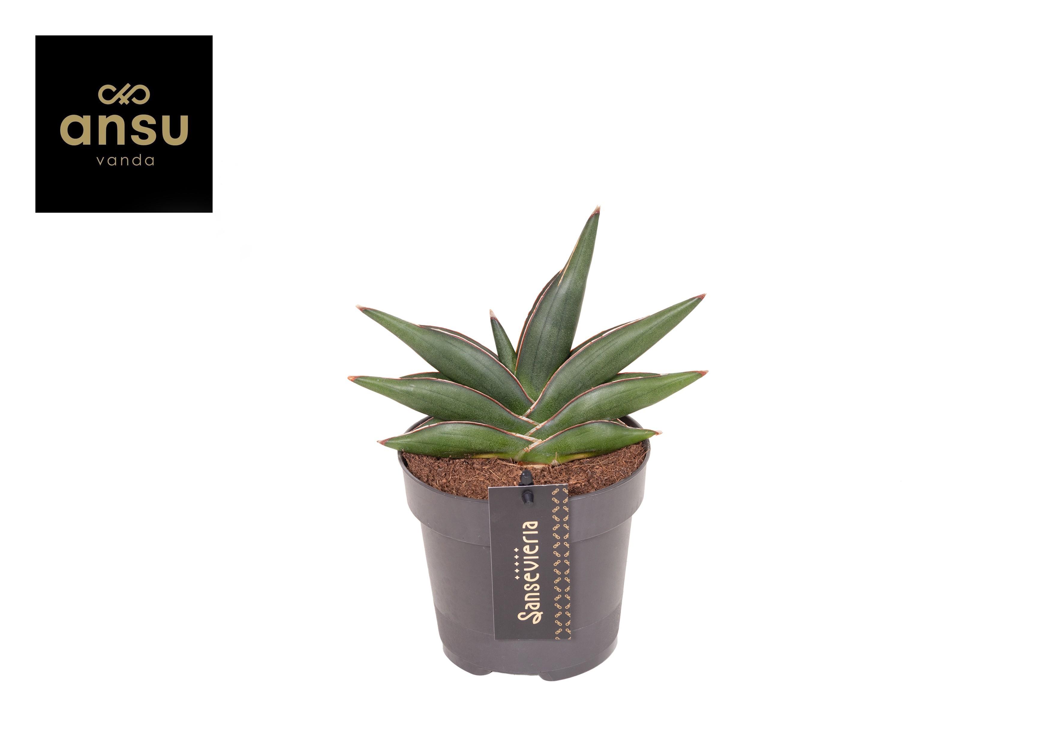 Горшечные цветы и растения оптом Sansevieria Almond Jade No. 4 от 10шт из Голландии с доставкой по России