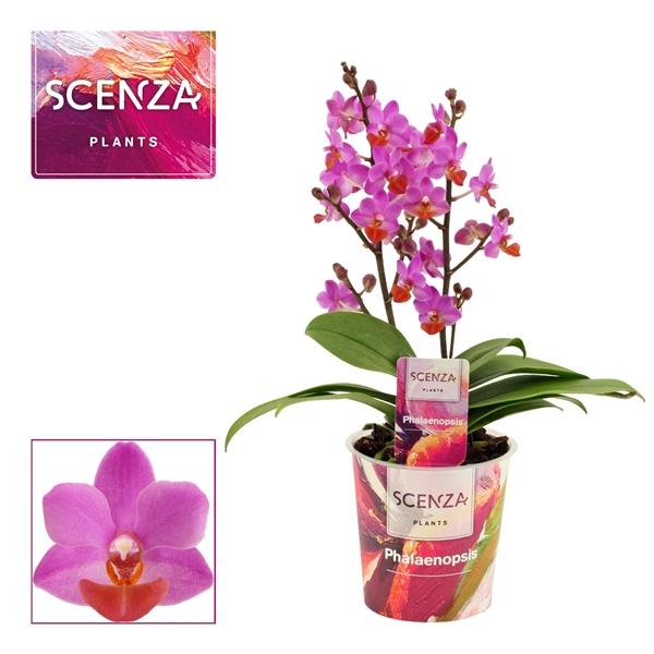 Горшечные цветы и растения оптом Phal Table Mystery 2st от 6шт из Голландии с доставкой по России