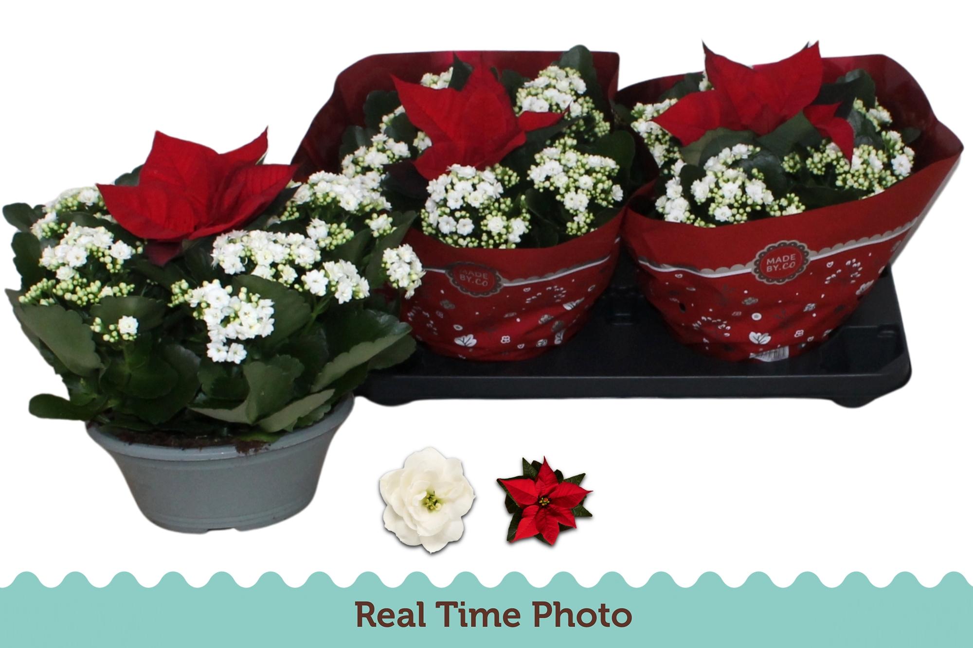 Горшечные цветы и растения оптом Kal Ge Whites White от 2шт из Голландии с доставкой по России