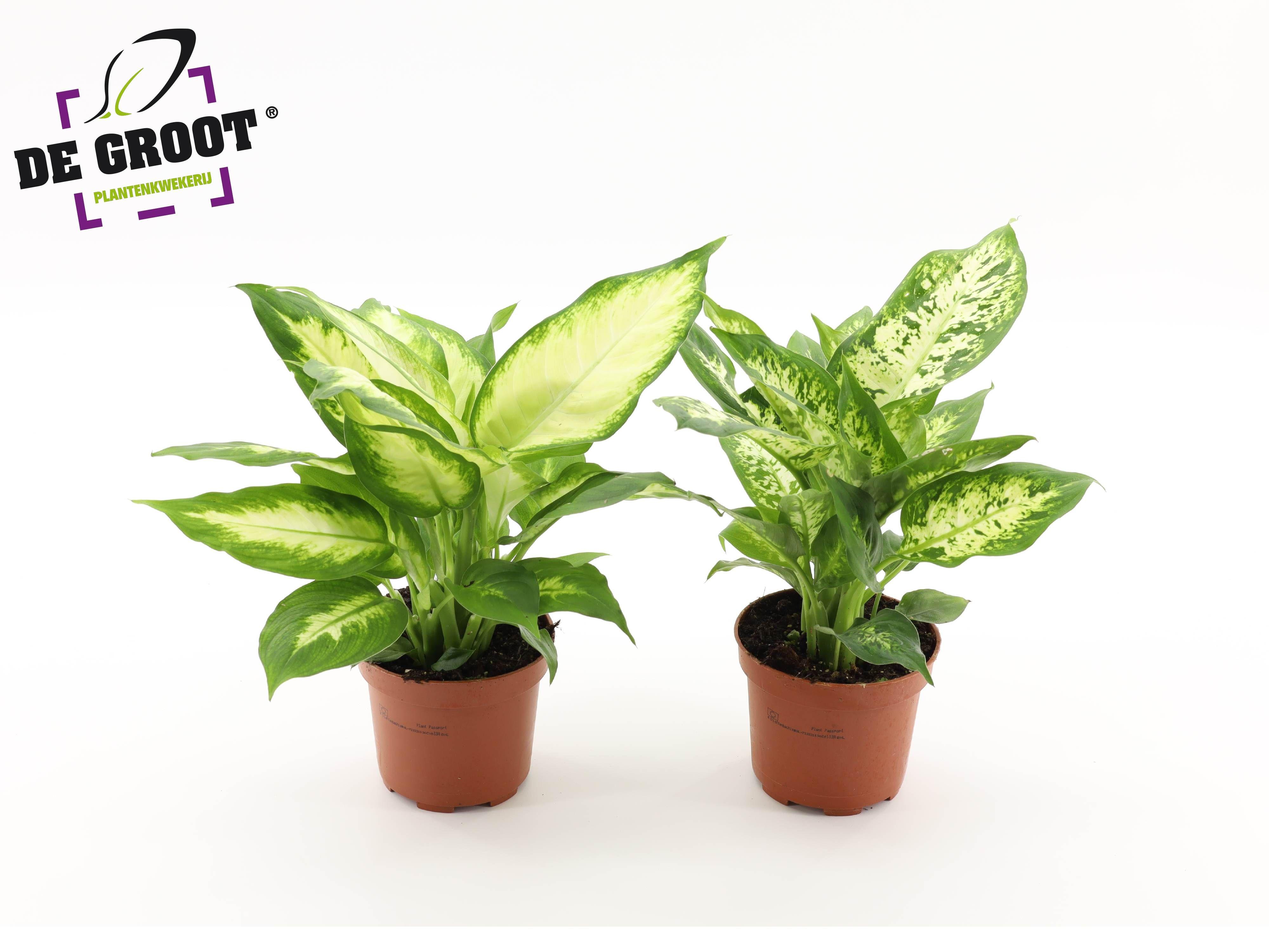 Горшечные цветы и растения оптом Dieffenbachia Mix от 10шт из Голландии с доставкой по России