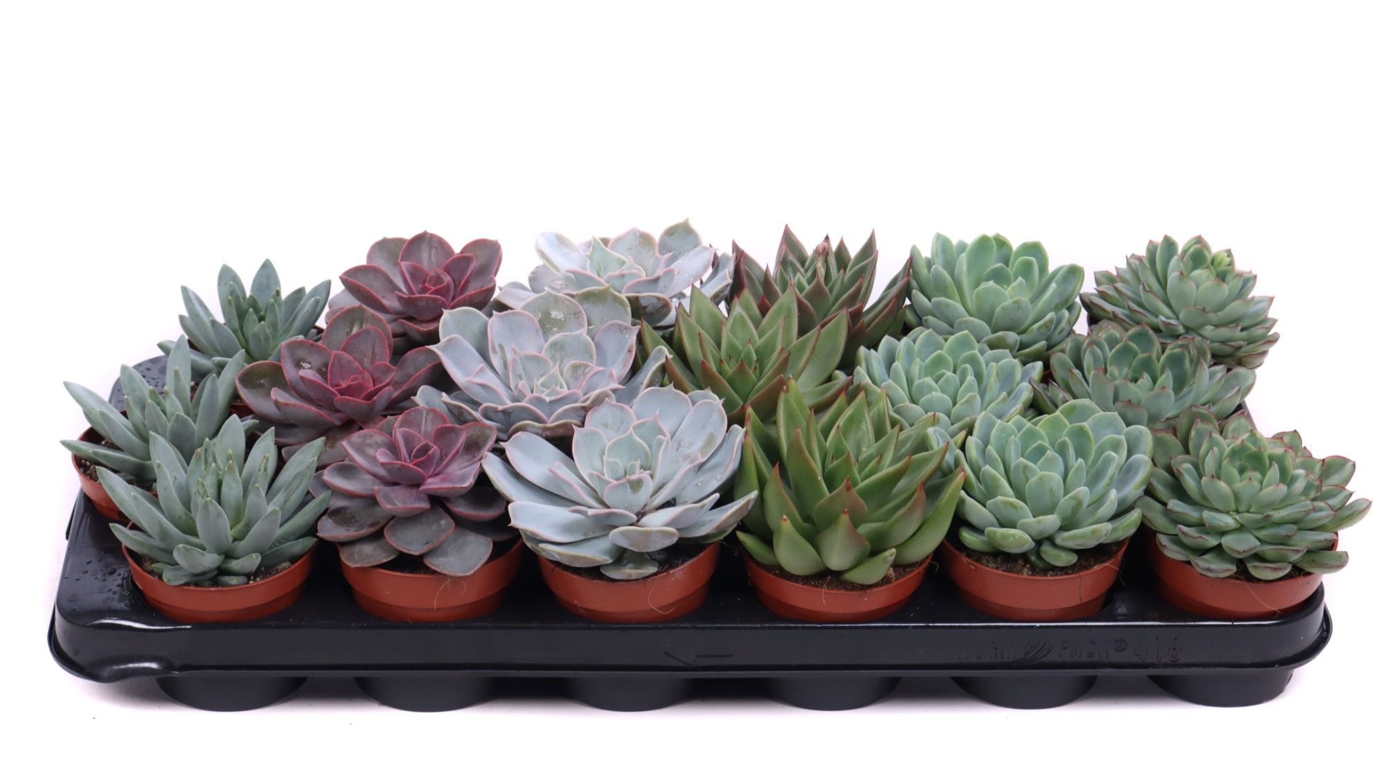 Горшечные цветы и растения оптом Echeveria Mix 8,5 Cm от 12шт (для телеги) из Голландии с доставкой по России