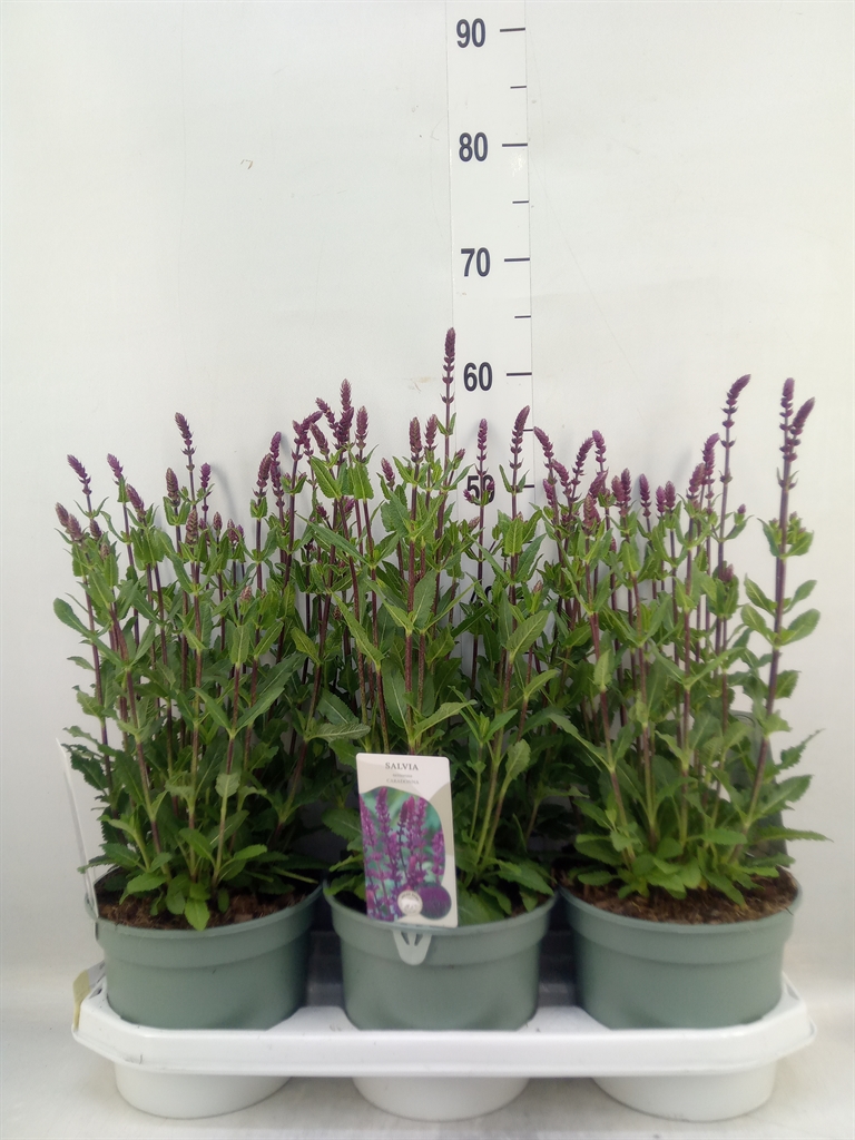 Горшечные цветы и растения оптом Salvia Nemorosa от 3шт из Голландии с доставкой по России