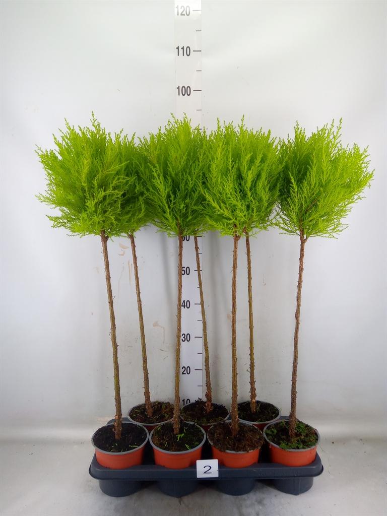 Горшечные цветы и растения оптом Cupressus Goldcrest Duo Boll от 7шт из Голландии с доставкой по России