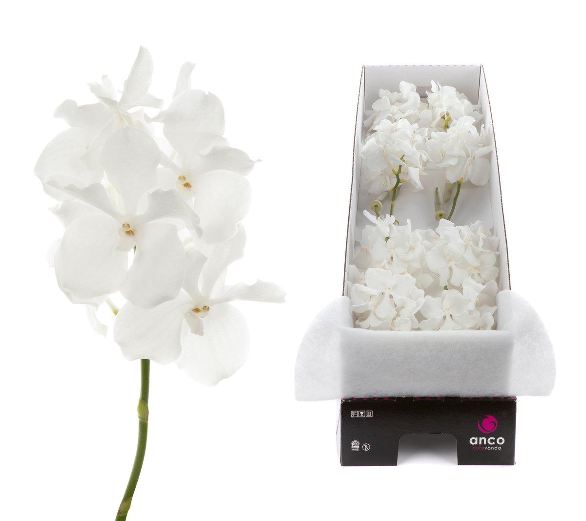 Срезанные цветы оптом Statice sky wings от 25шт.. из Голландии с доставкой по России