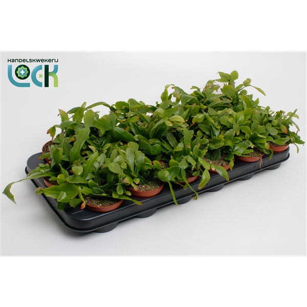 Горшечные цветы и растения оптом Rhipsalis Crispata от 18шт (для телеги) из Голландии с доставкой по России