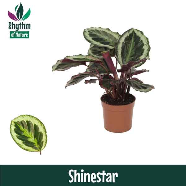 Горшечные цветы и растения оптом Calathea Shinestar Rhythm Of Nature от 8шт из Голландии с доставкой по России