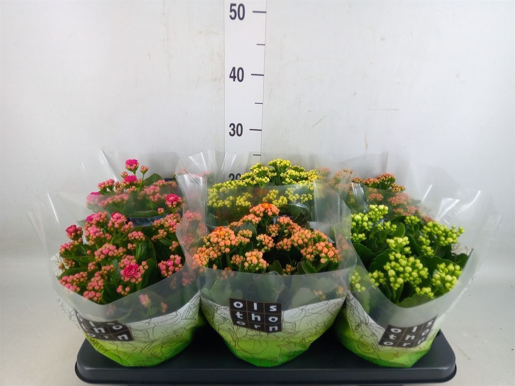 Горшечные цветы и растения оптом Kalanchoe Blos.   ..rosebud Mix  5 от 6шт из Голландии с доставкой по России