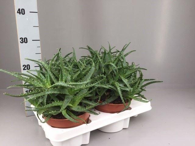 Горшечные цветы и растения оптом Aloe Arborescens от 4шт из Голландии с доставкой по России
